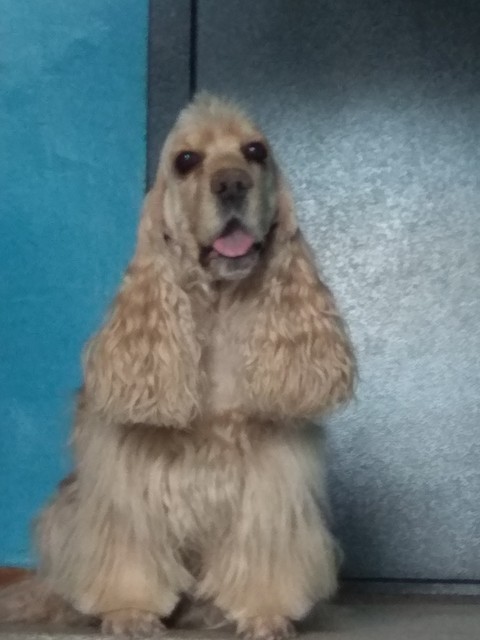 dog