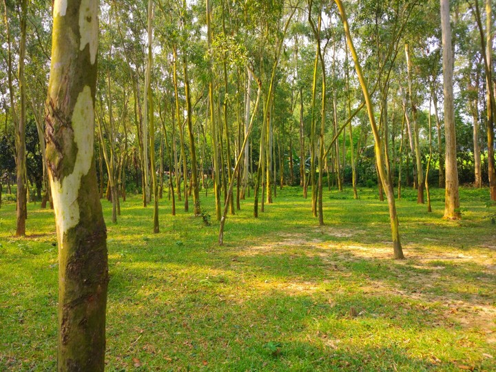 forest