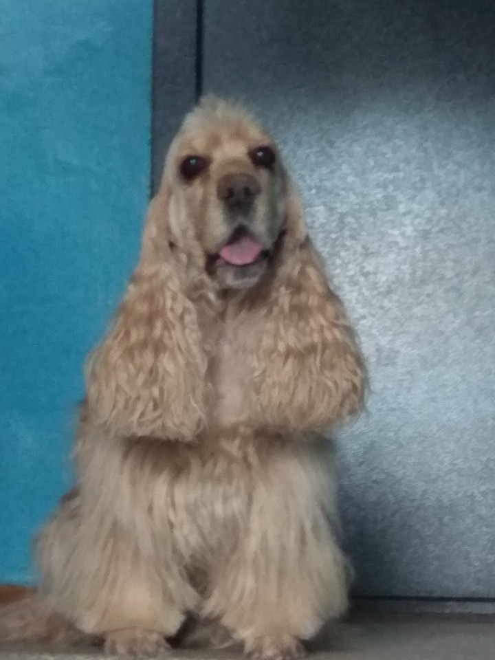 dog