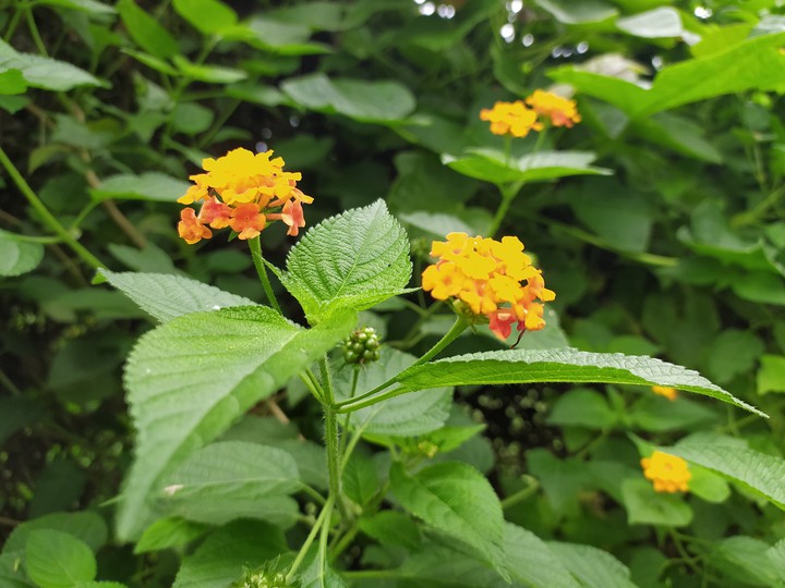 some yellow Happiness