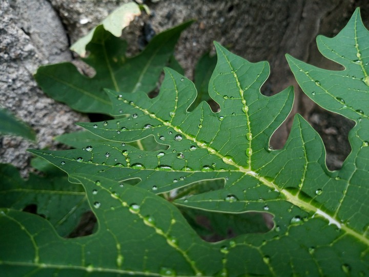 Water droplets