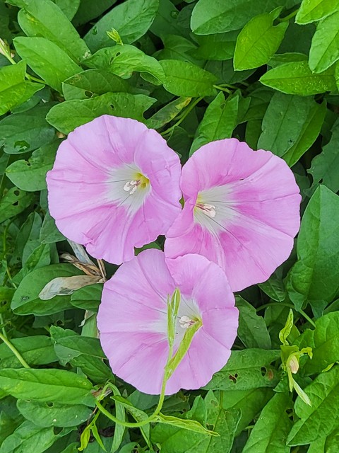 petal, purple वॉलपेपर