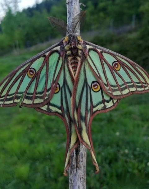 tapety arthropod, balance