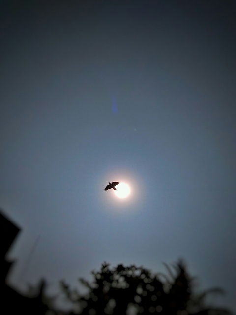 Wings of the Sun
