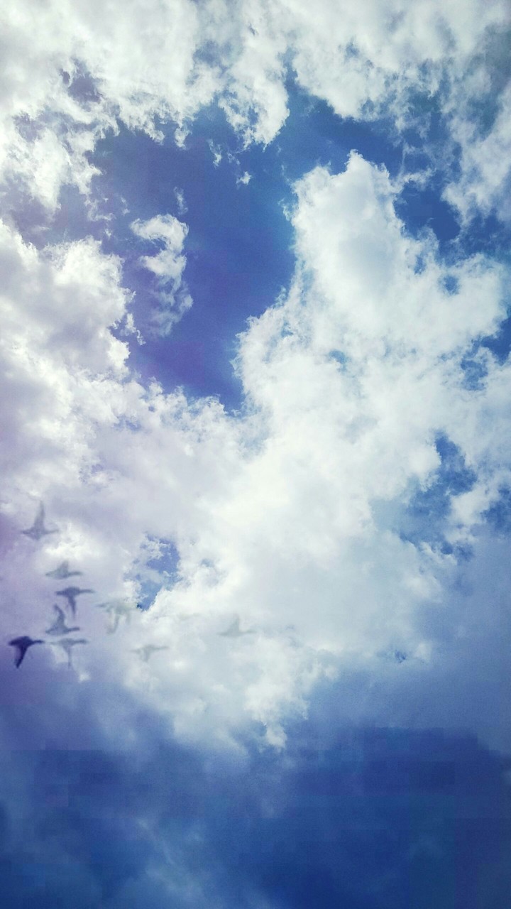 Aves