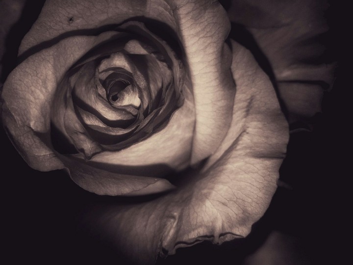Rose of the death