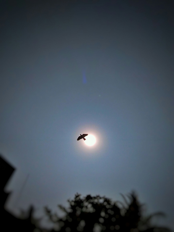 Wings of the Sun
