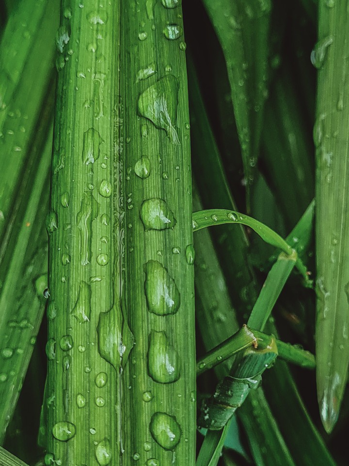 Drops