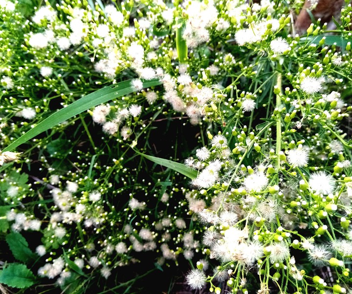 Petites fleurs blanches d'été