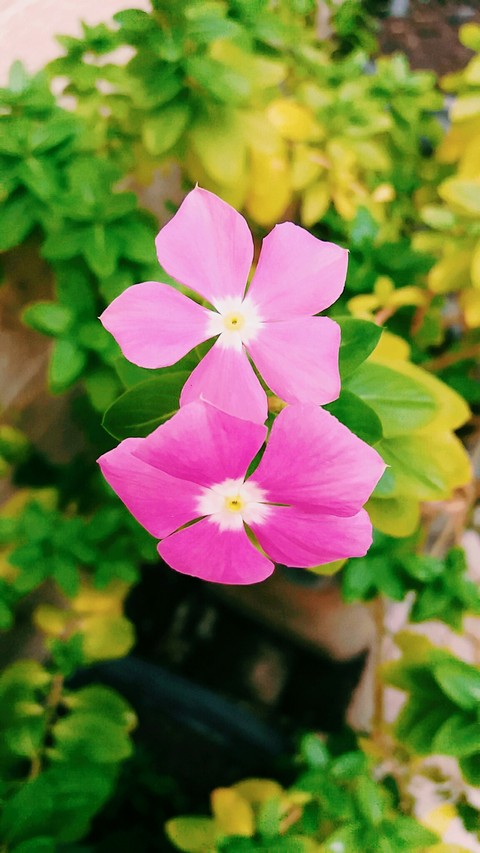 шпалери wildflower, pink