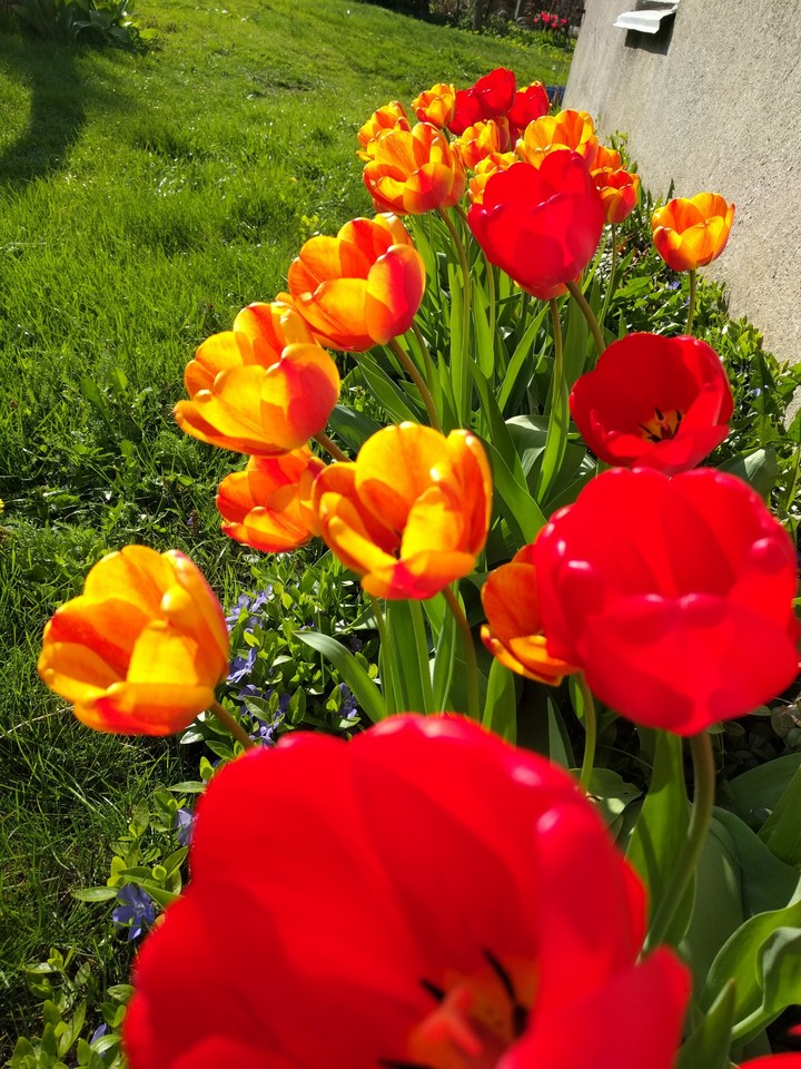 spring