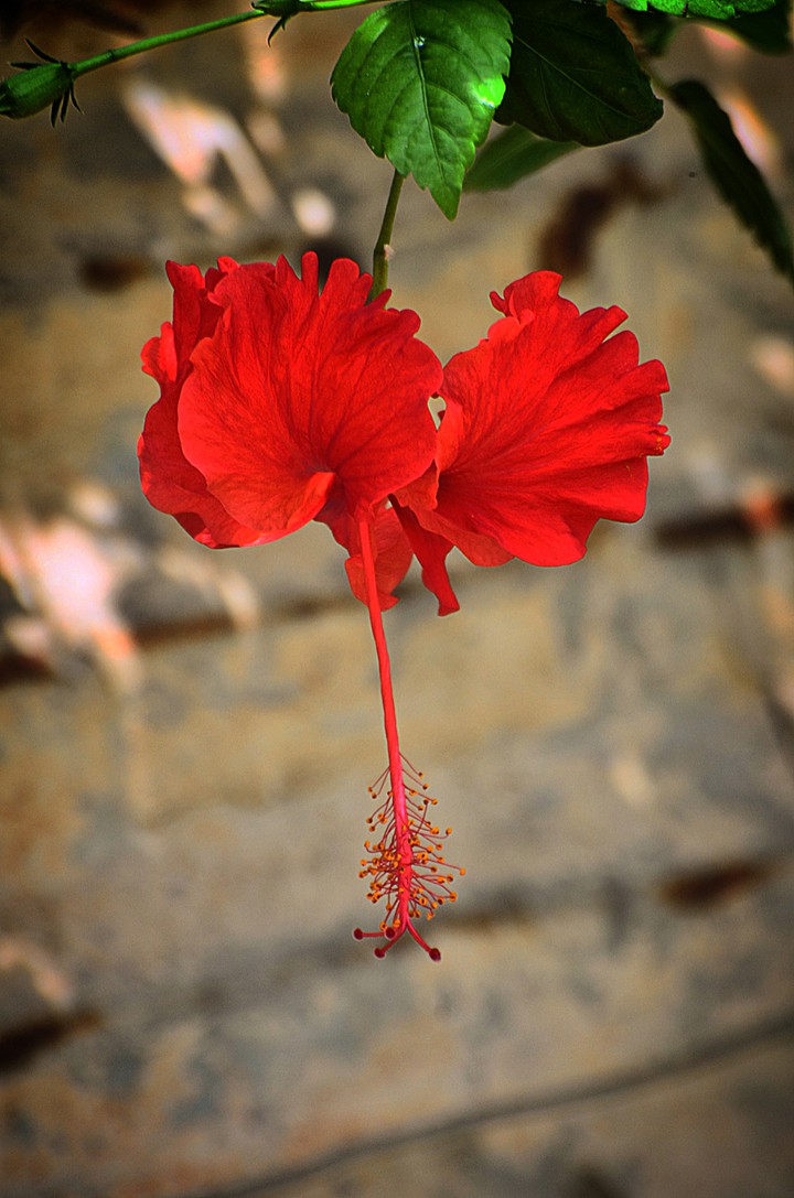 China rose