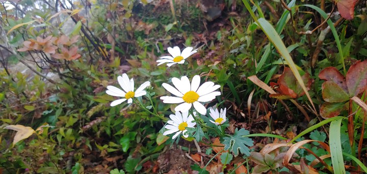 White wildflower^^