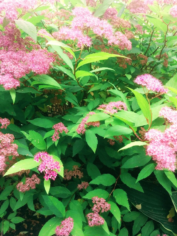 Pink flower