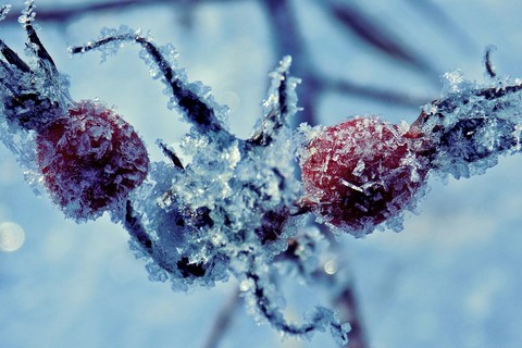 frozen