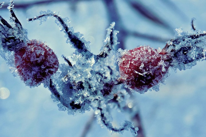 frozen