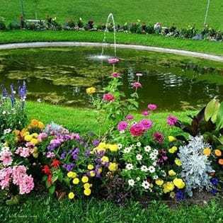 nice flower