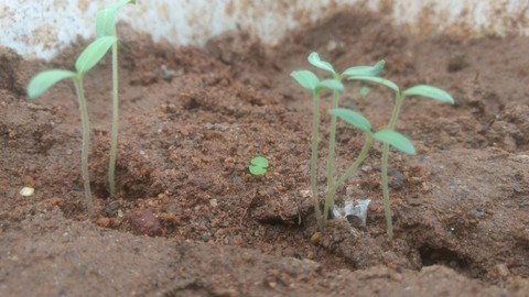 sprout