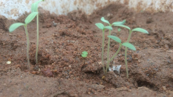 sprout