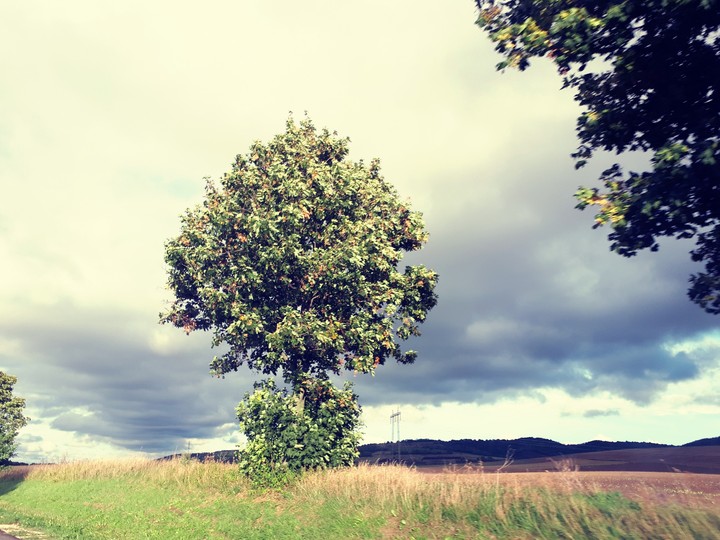 nature