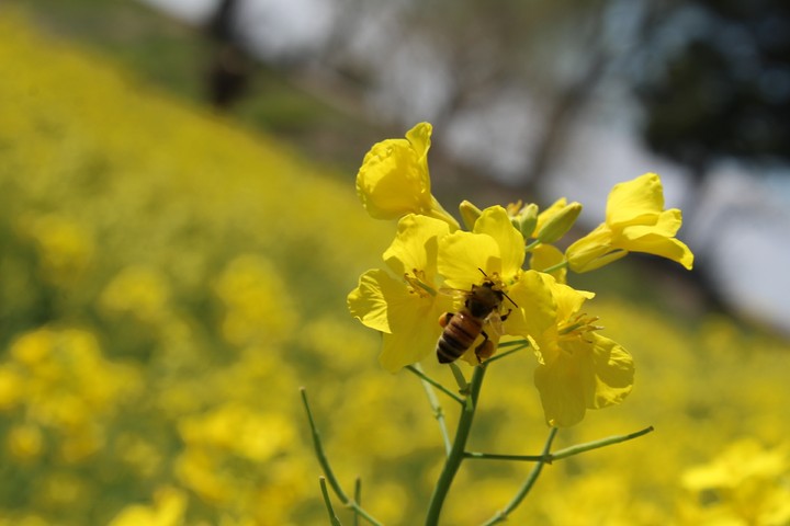 yellow?