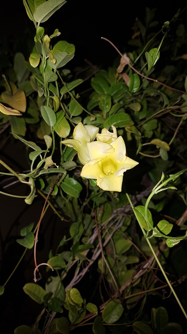 Beautiful flower