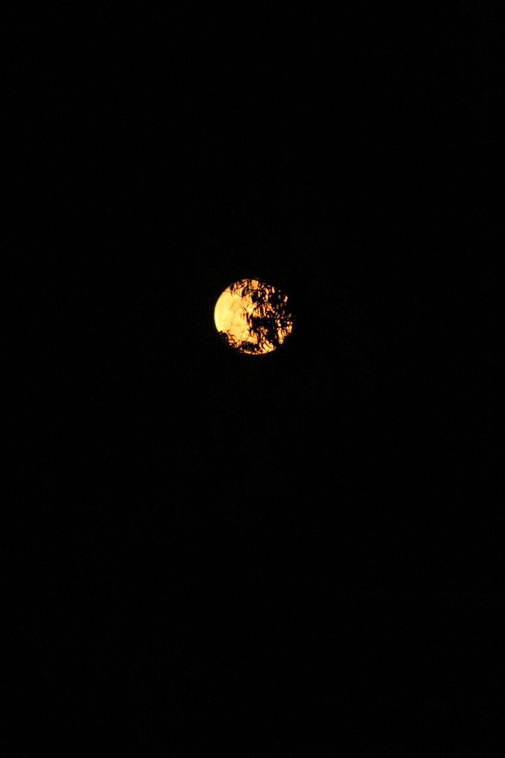 Moon Peeps'
