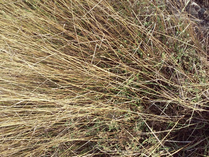 Yellow bush