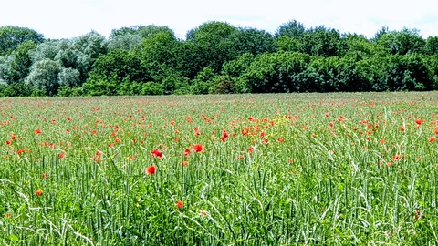 poppies field