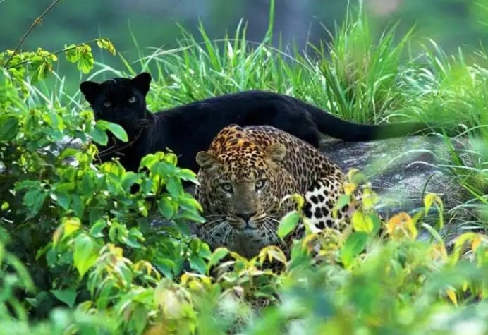 leopard and black panther
