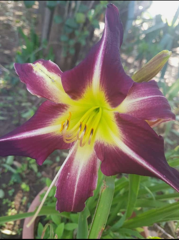 Flower
