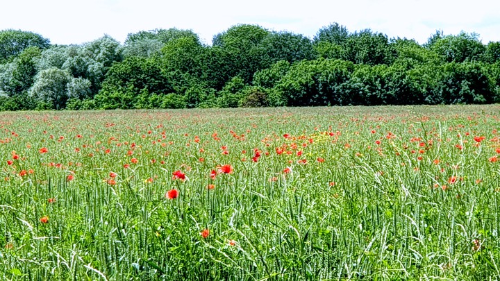 poppies field