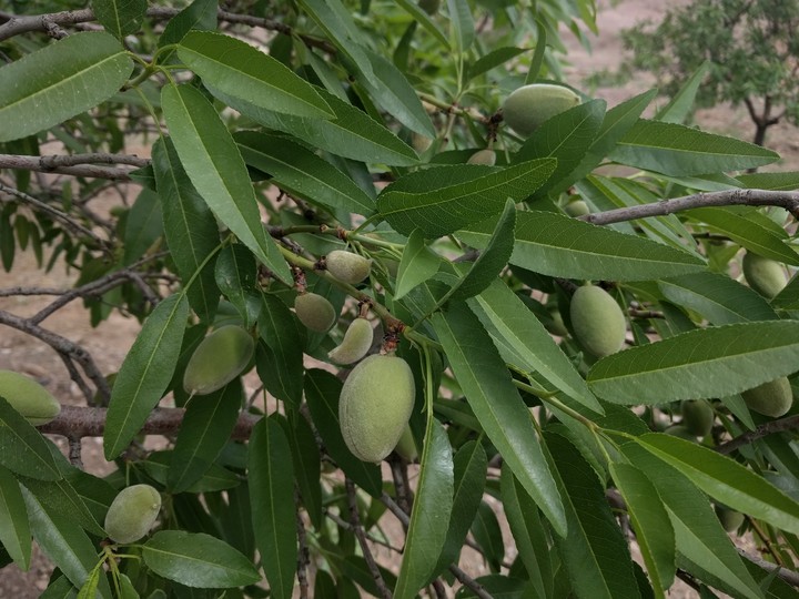 Almond fruits