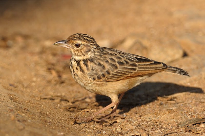 save birds