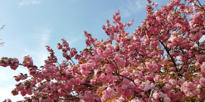 Sakura flowers