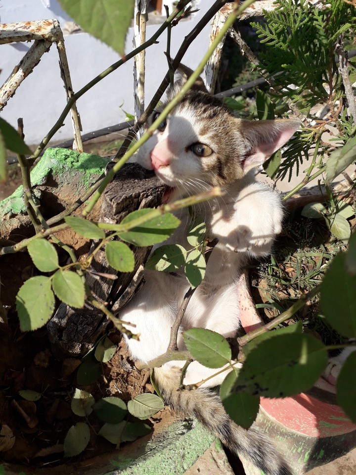 cat