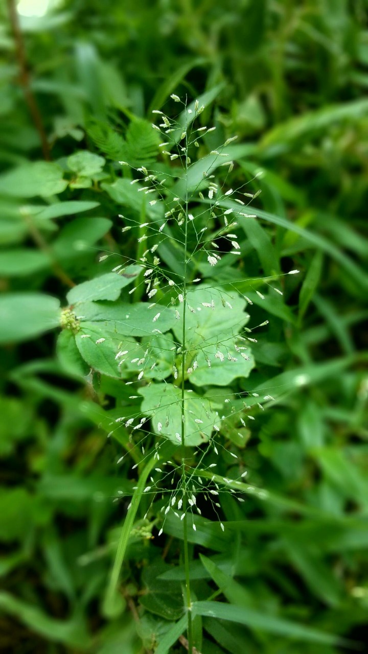 Go Green :)