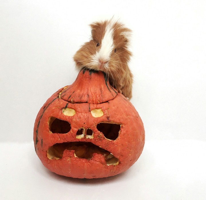 Guinea pig and a pumpkin