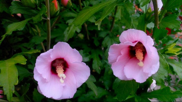 Flowers