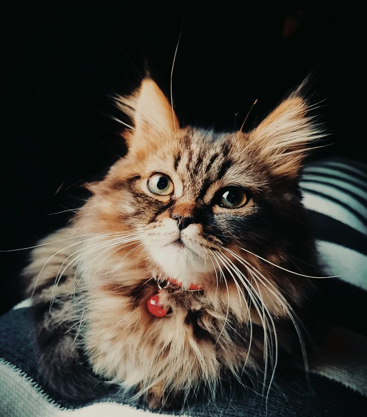 chessie ?