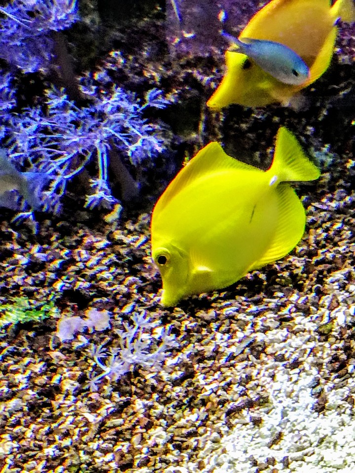 Poisson jaune