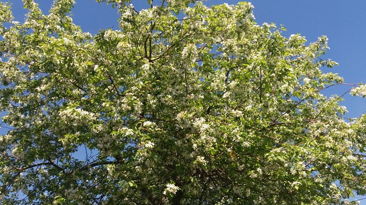 spring