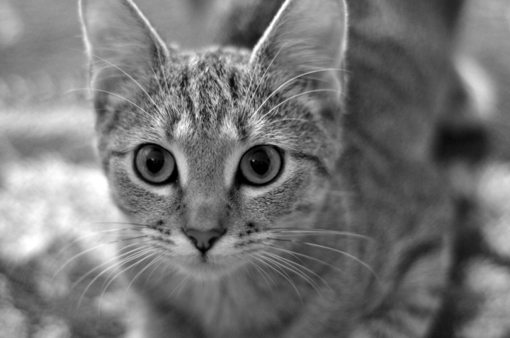 cat 