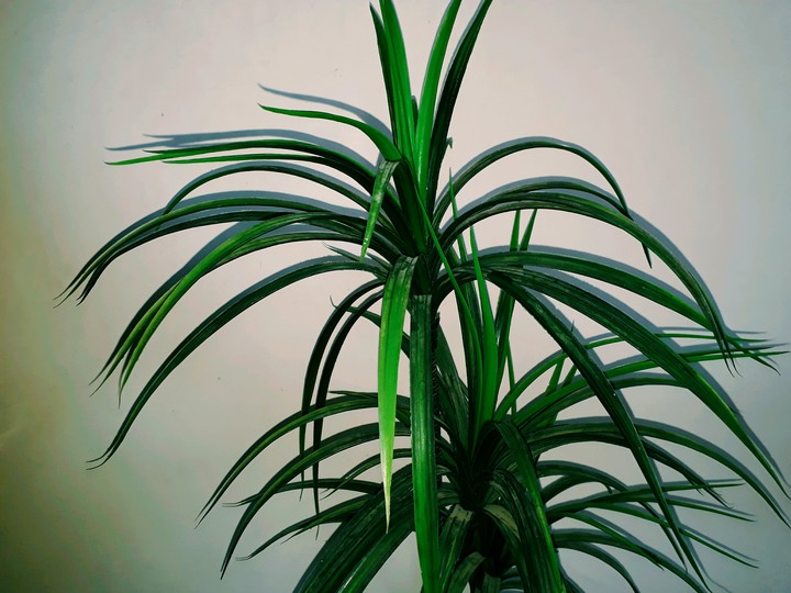 shugarcane