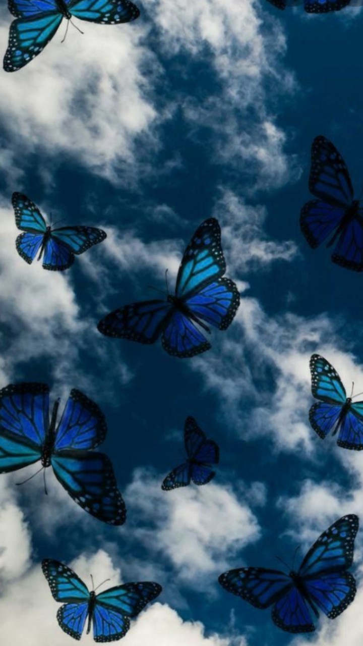 butterfly #