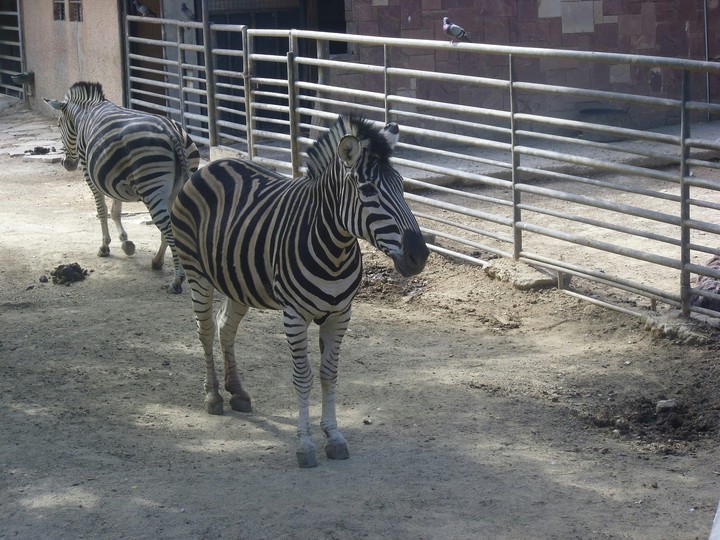 zebra