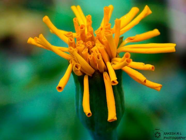 Marigold