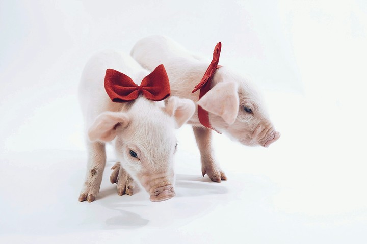 baby pigg
