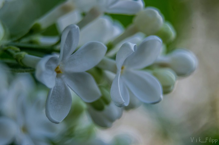 Сирень