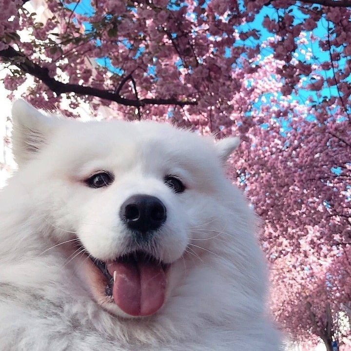 Japan ♡
